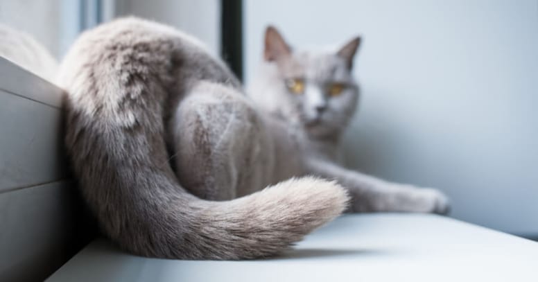 schwanenhals-katze-was-die-9-h-ufigsten-schwanzhaltungen-bei-katzen
